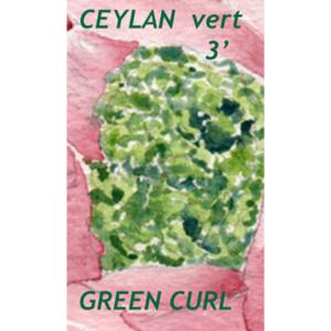Th vert de Ceylan Oliphant