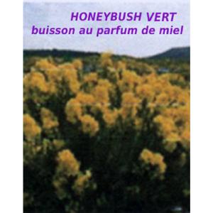 Honeybush vert